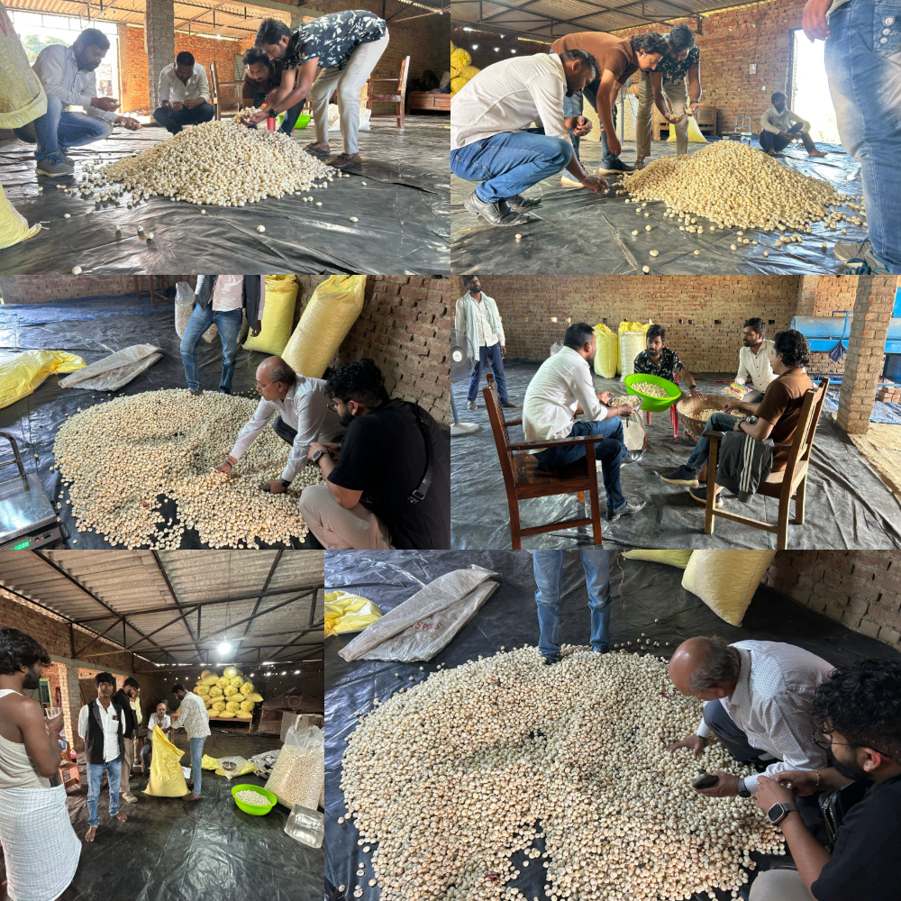 Makhana harvesting in Mithila